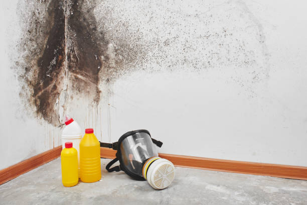 Best Attic Mold Removal  in Jacksonville, NC