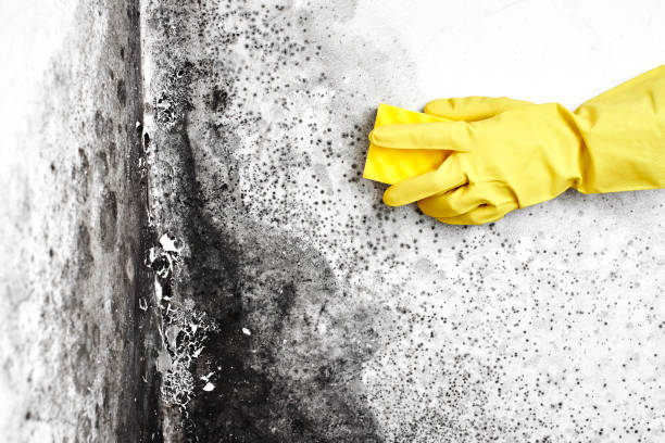 Mold Removal Process in Jacksonville, NC