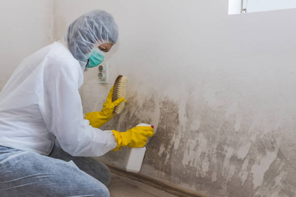  Jacksonville, NC Mold Removal Pros