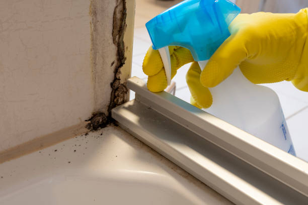 Best Mold Testing  in Jacksonville, NC