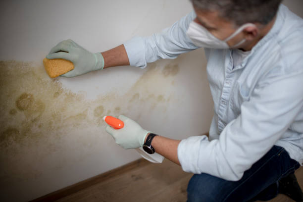 Best Office Mold Removal Services  in Jacksonville, NC
