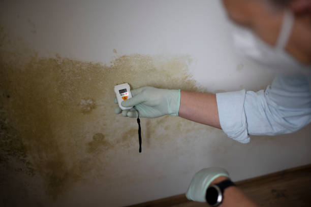 Best Best Mold Removal Companies  in Jacksonville, NC