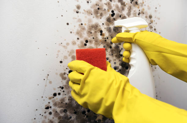 Best Crawl Space Mold Removal  in Jacksonville, NC