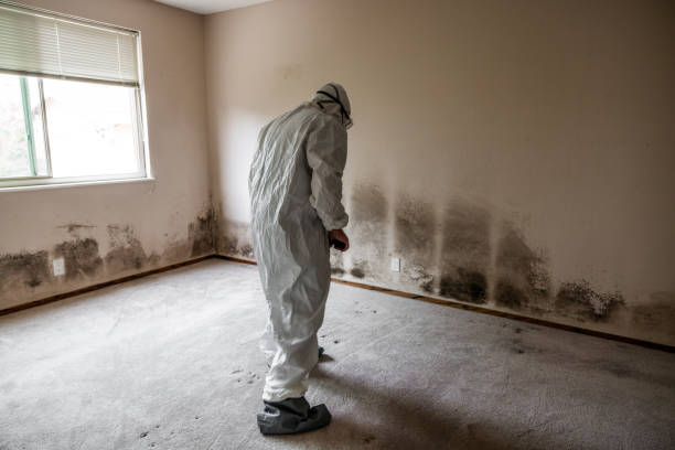 Best Toxic Mold Removal  in Jacksonville, NC