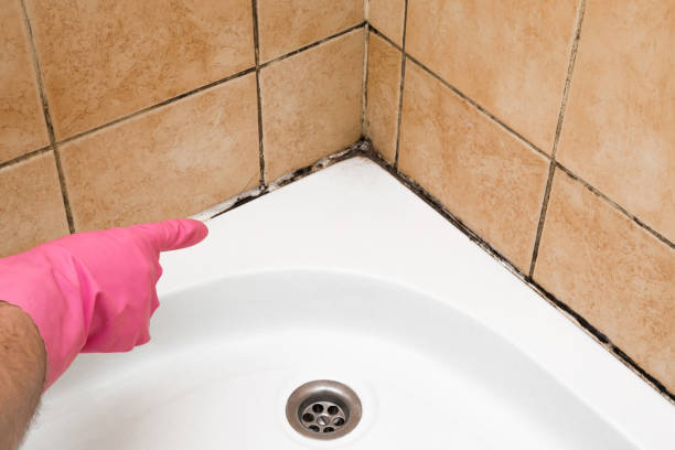 Best Fast Mold Removal  in Jacksonville, NC