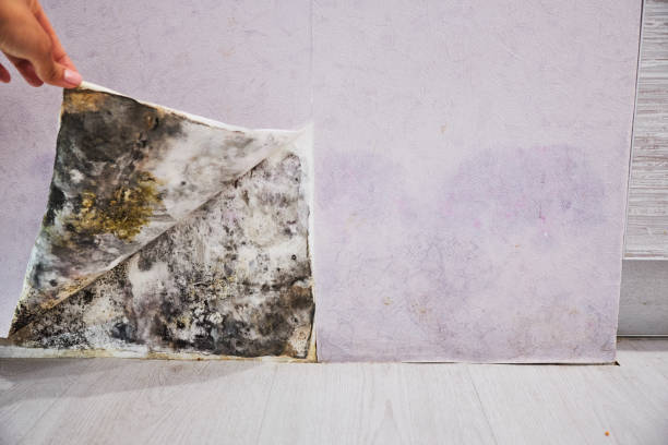 Best Residential Mold Removal  in Jacksonville, NC